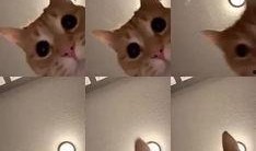 猫猫爆料视频,揭秘视频背后的趣味瞬间