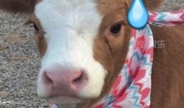 娱乐吃瓜酱狐狸,揭秘娱乐圈背后的那些事儿